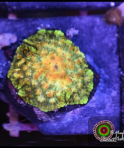 Leprechaun interestellar mushroom
