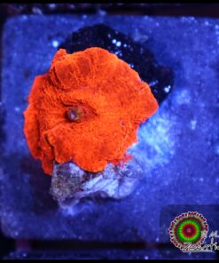 Red mushroom
