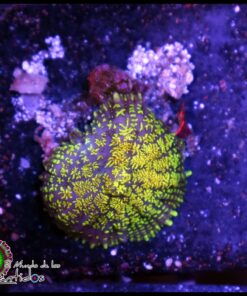 Yellow greenish mushroom