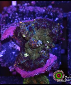 Blue rhodactis