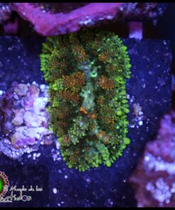 Magic carpet rhodactis