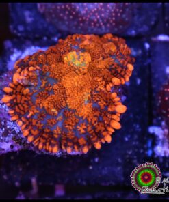 Drops of fire mushroom