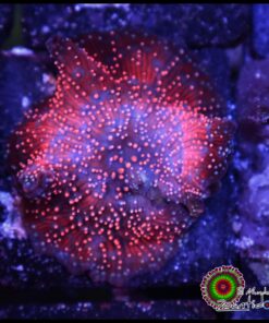 Pink spotted mushroom