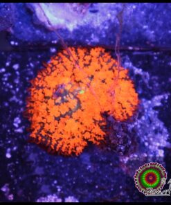 Orange magic carpet mushroom