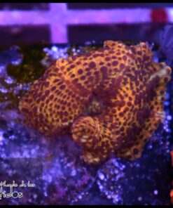 Leopard mushroom