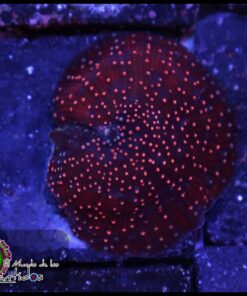 Pink spotted mushroom