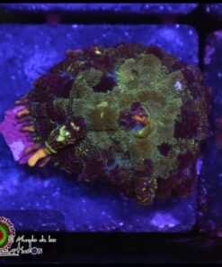 Blue rhodactis