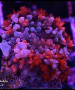ST Thomas mushroom