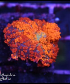 Drops of fire mushroom