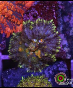 Rhodactis