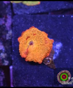 Jawbraker mushroom