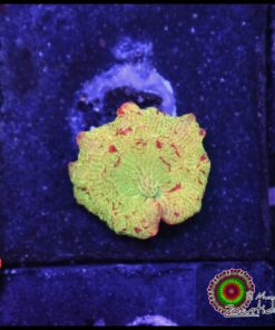Jawbraker mushroom