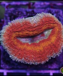 Lobophyllia rainbow