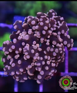 Peach frogspawn