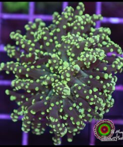 Green frogspawn