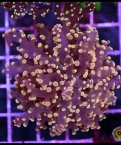 Orange metallic frogspawn