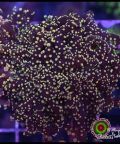 Yellow greenish frogspawn