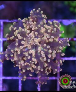 Orange metallic frogspawn