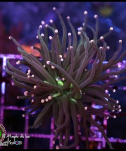 Pink tips torch