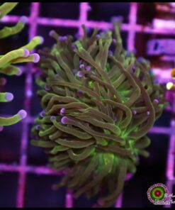Purple tips torch 2 cabezas unidas