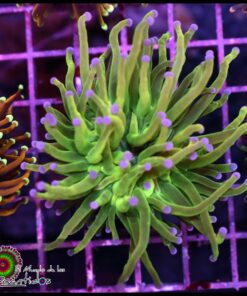 Holy grail torch