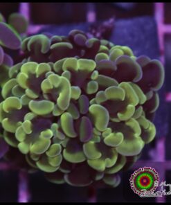 Frambiata bicolor