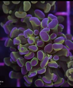 Hammer branch purple tips