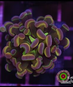 Rainbow hollogram hammer branch