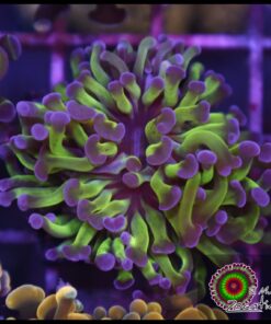 Purple tips hammer branch