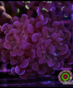 Purple hammer branch