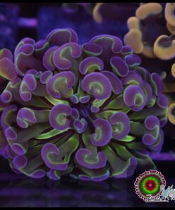 Hammer branch purple tips