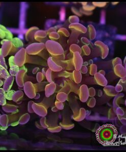 Hammer branch rainbow hollogram bicolor