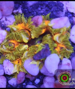 Rock flower anémona rainbow