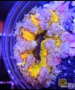 Rock flower anémona rainbow