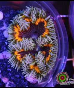 Rock flower anémona rainbow