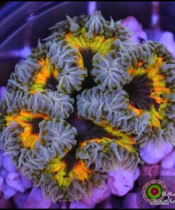 Rock flower anémona rainbow